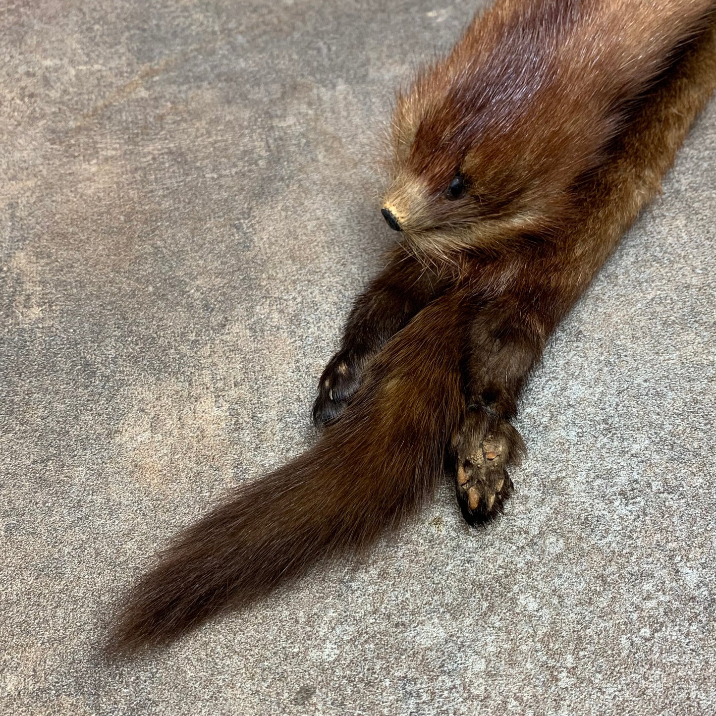 Taxidermy brown mink scarf