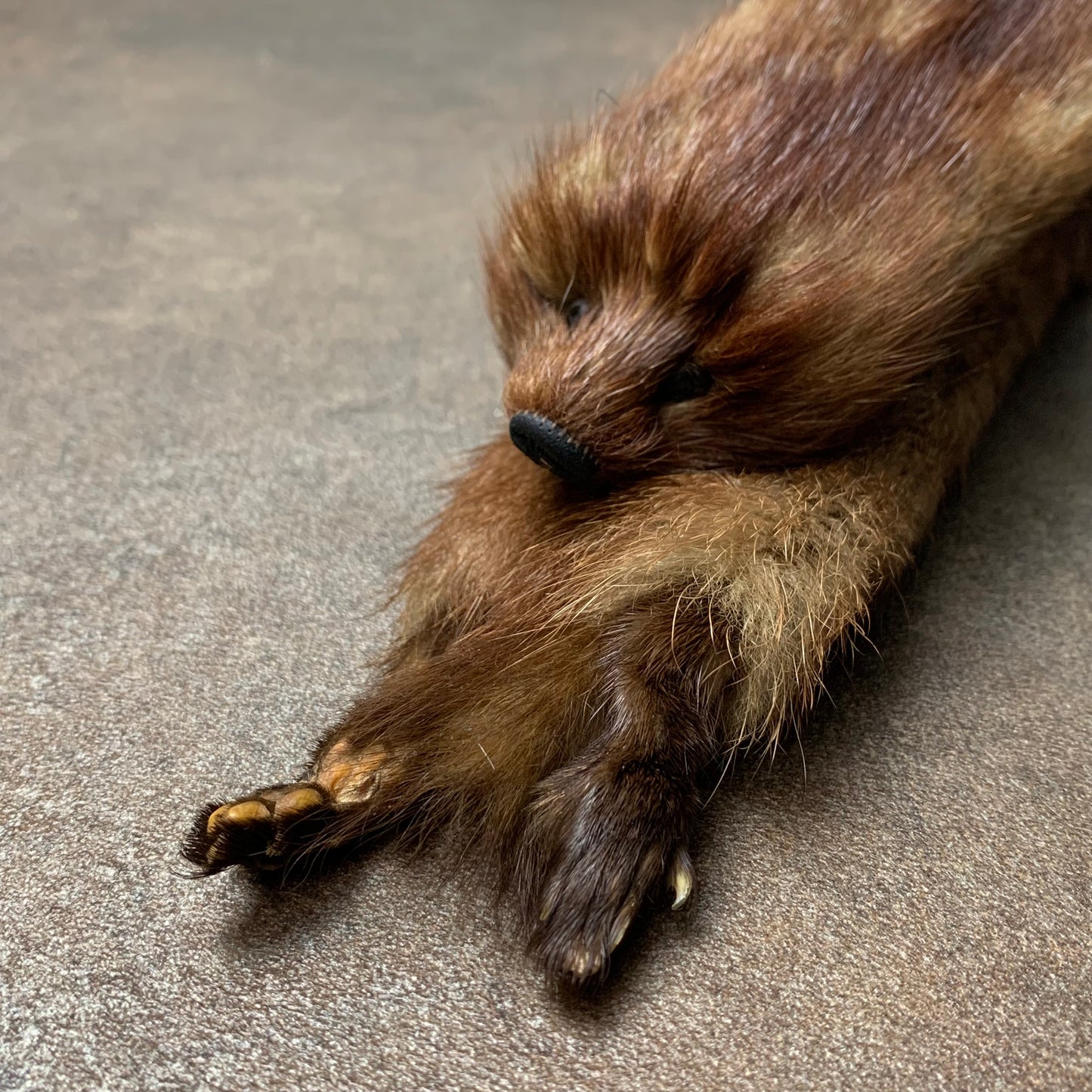 Taxidermy brown mink scarf