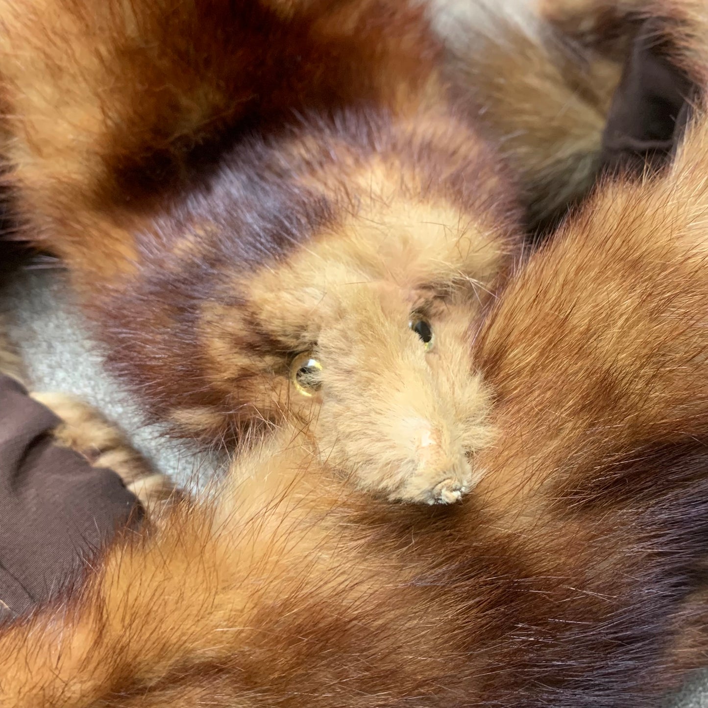 Brown Mink taxidermy scarf