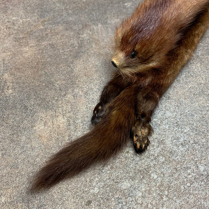 Taxidermy brown mink scarf